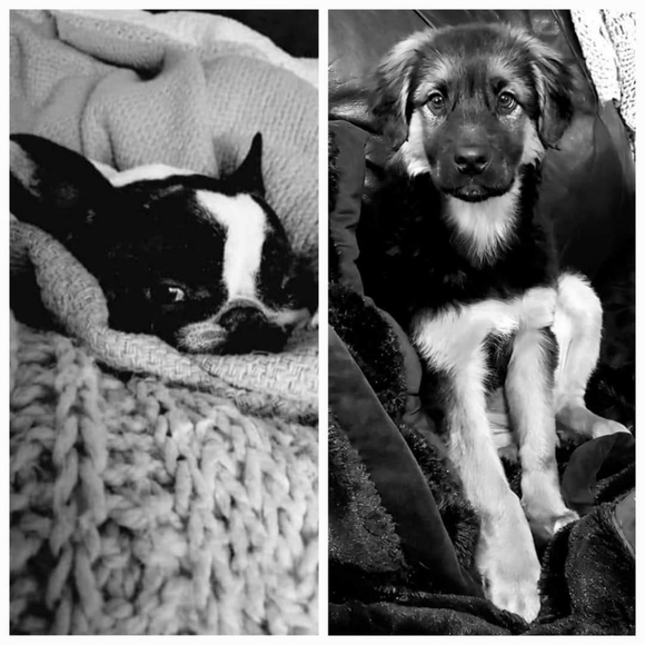 Meet your Posher, Posh - Picture 2 of 2